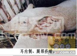 猪体外寄生虫病疥螨病的鉴别与防治
