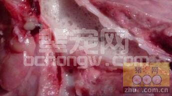 猪传染性胸膜肺炎可以这样预防和治疗
