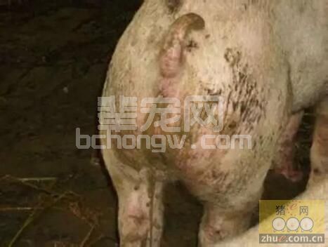 猪场的您！如何区分细菌性与病毒性腹泻？