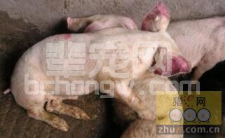 猪场服务兽医人员一定要掌握猪蓝耳病发生及应急预案