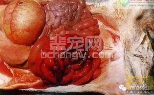 母猪产后子宫脱出治疗