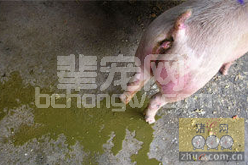 猪流行性腹泻（PED）的传播途径及防控策略