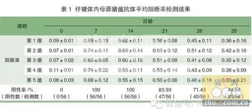 不同免疫程序对猪瘟免疫效果的影响