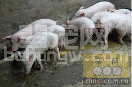冬季仔猪冷应激腹泻的物理疗法