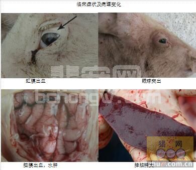 一例脑膜炎猪链球菌病误诊为猪伪狂犬病的报导