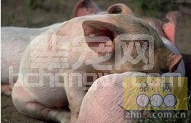 为啥加温了还是不能对抗冬季冷应激？