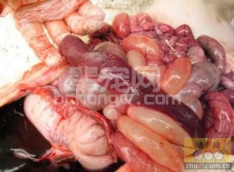 这招养猪必须得懂：一旦发病高致死率的猪梭菌性肠炎防治诀窍