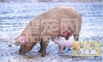 猪的10种细菌性疾病