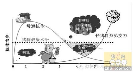 几种猪病母源抗体消长规律，养猪人必知