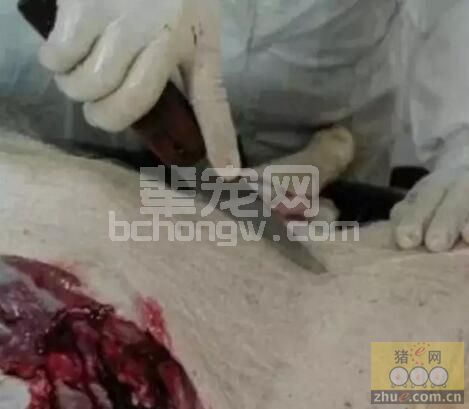 全年冬季猪场发病率相对较高，学学病死猪解剖操作程序