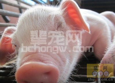 强效阿莫西林治疗母猪子宫内膜炎效果好