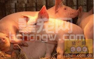 中毒或是制约我国养猪业PSY的直接因素