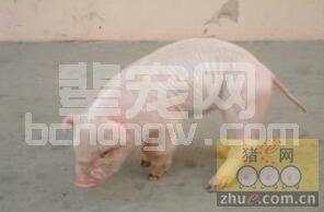 猪链球菌病的类型及防治