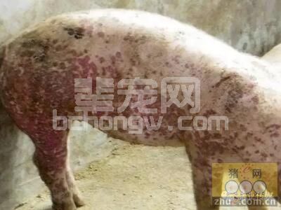 复合性霉菌毒素中毒症状分析与临床判断