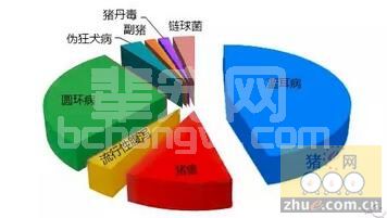 2015年死猪最多的病，你知道如何防治吗？