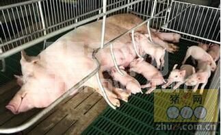 90年代养猪场常见病---母猪乳房炎防治及措施