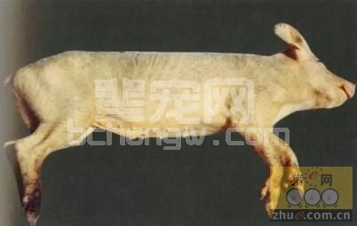 对于临床不能确定病原确切信息的猪发热性传染病的治疗措施