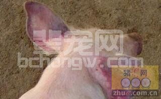 警惕猪群异常蓝耳发病有先兆