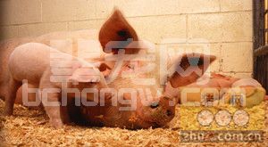 猪群安全过冬防好消化道疾病