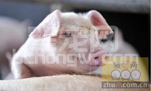 关于猪瘟疫苗接种和抗体检测的实际应用