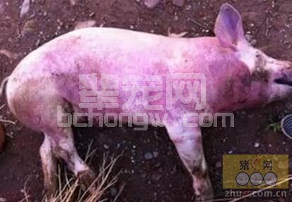 为什么免完猪瘟疫苗抗体水平低、猪瘟疫情高发？