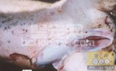 猪皮炎肾病综合征的鉴别和治疗