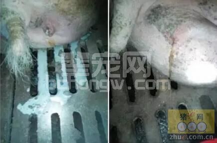 母猪产后流脓，能做好产后护宫的工作，那就不是个事！
