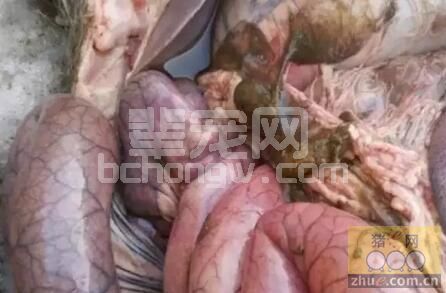 猪突然胀气死亡原因及治疗方法！太实用了！