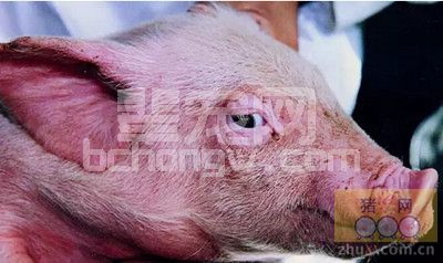 猪呼吸道疾病综合征强效防控措施，看看您做对了吗？