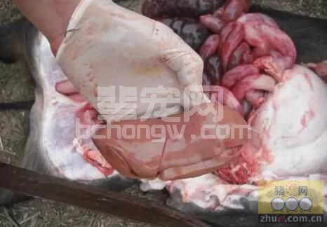 诊治猪病其实就这么简单：论猪发病以后的“临床诊断与辨识”