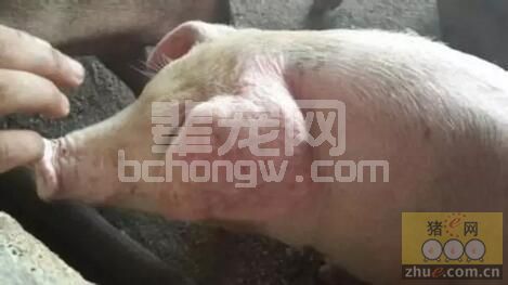看看我们在猪病诊治中出过多少疫病失误解析的笑话？