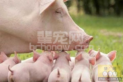 “假死”仔猪急救法