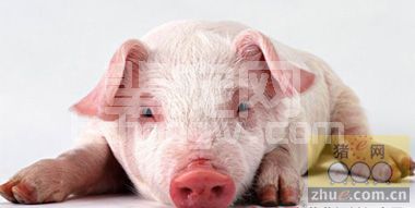 明确断定猪群PRRS感染增加其它常见疾病的发病率