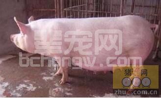 母猪阴道脱出的防治措施