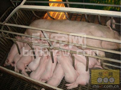 猪病防治之猪繁殖障碍疾病