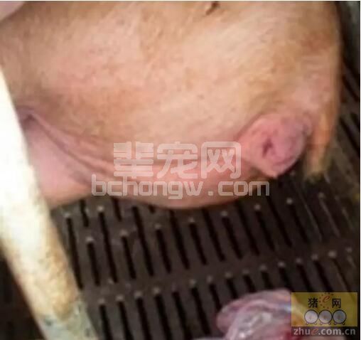 好详细！母猪产道损伤的中西医治疗方法