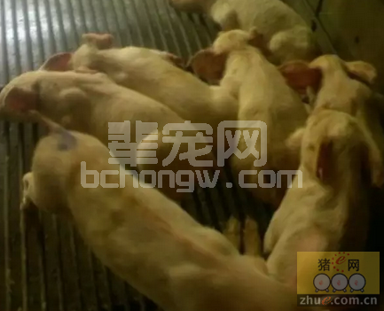 猪断奶后多系统衰竭综合征的流行现状及症状诊断分析