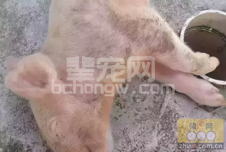常见仔猪细菌性、病毒性腹泻病的诊断鉴别汇总