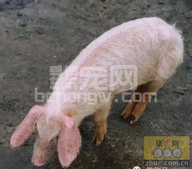 母猪消瘦综合征临床蒸煮与防治