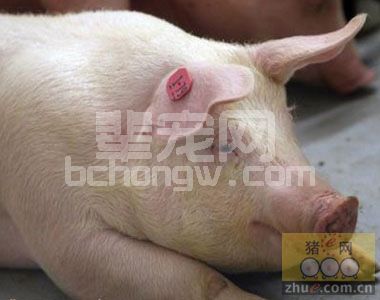 用临床诊断经验教给你快速临床诊断猪病的秘诀