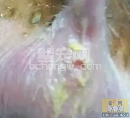一例由PEDV引起的猪腹泻病的鉴别诊断及免疫防控评估