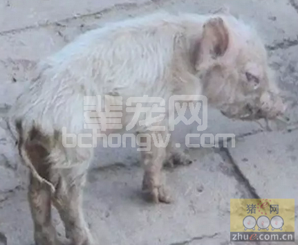 最实用的仔猪腹泻防控+精细化管技术理