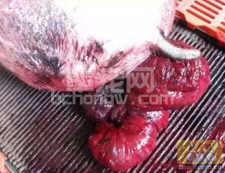 兽医临床上中西医结合诊治母猪子宫脱宫