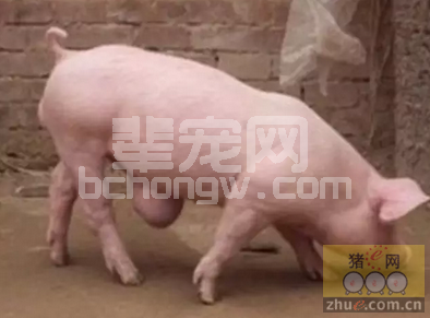 如何应对仔猪腹壁疝的诊治及护理