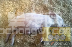 猪突然胀气死亡，原来是这个病在作怪！