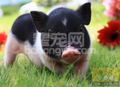 南方寒冷季节生猪管理方法