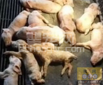 断奶仔猪自由采食易腹泻的原因和对测