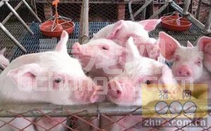 防治猪繁殖和呼吸障碍综合征措施