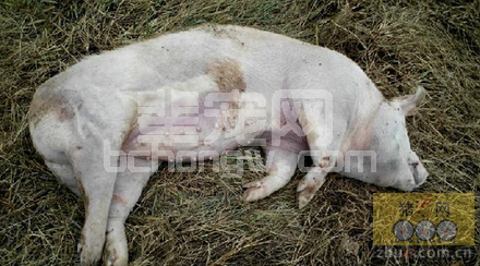 猪各阶段蓝耳病的特征简介