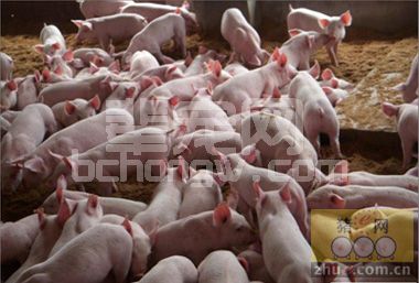 冬季仔猪腹泻的预防、治疗及护理措施